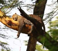 Leopard Game Viewing